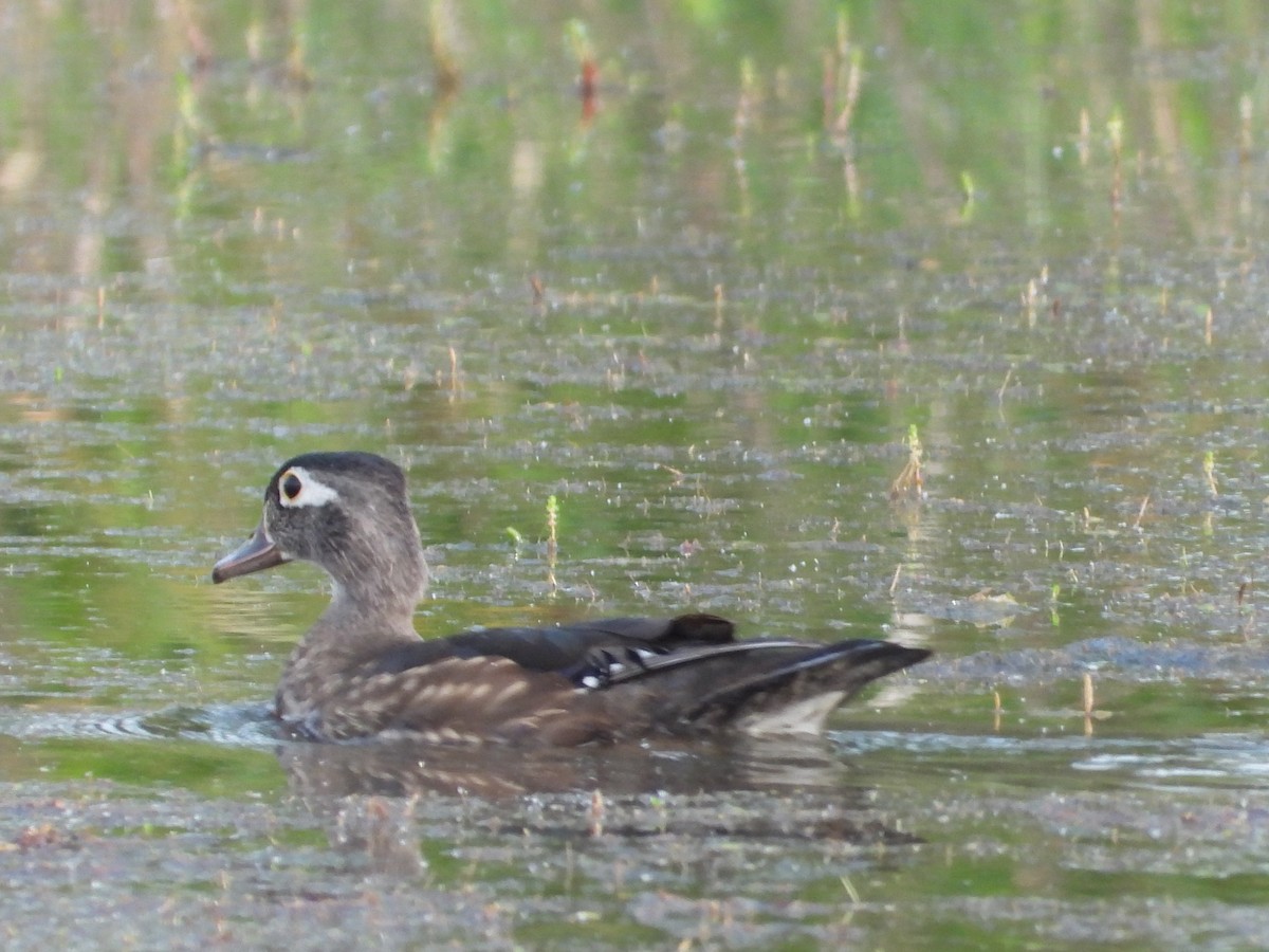 Wood Duck - ML621681589
