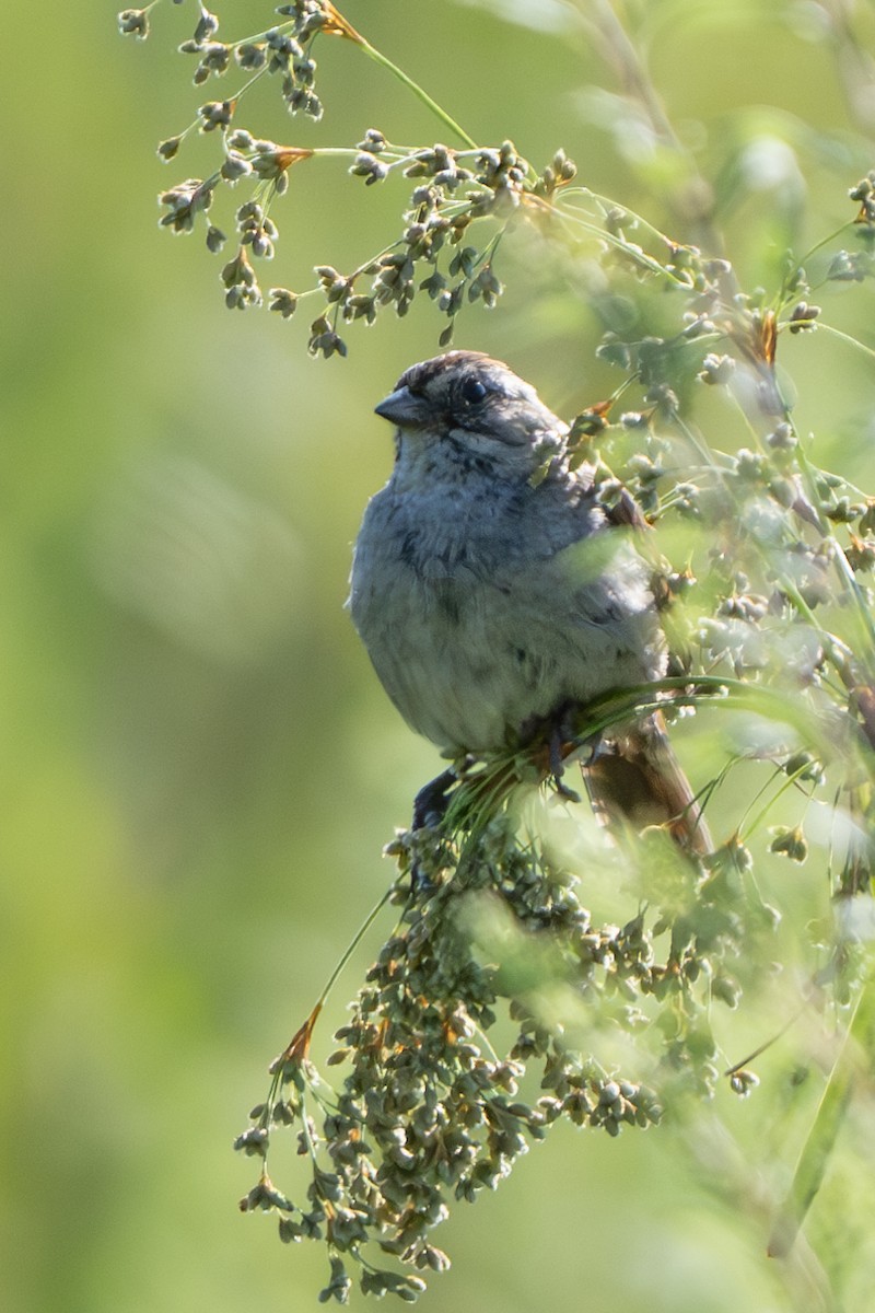 Swamp Sparrow - ML621681659