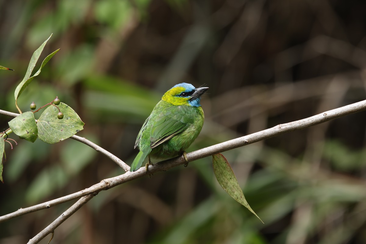 Golden-naped Barbet - ML621681678