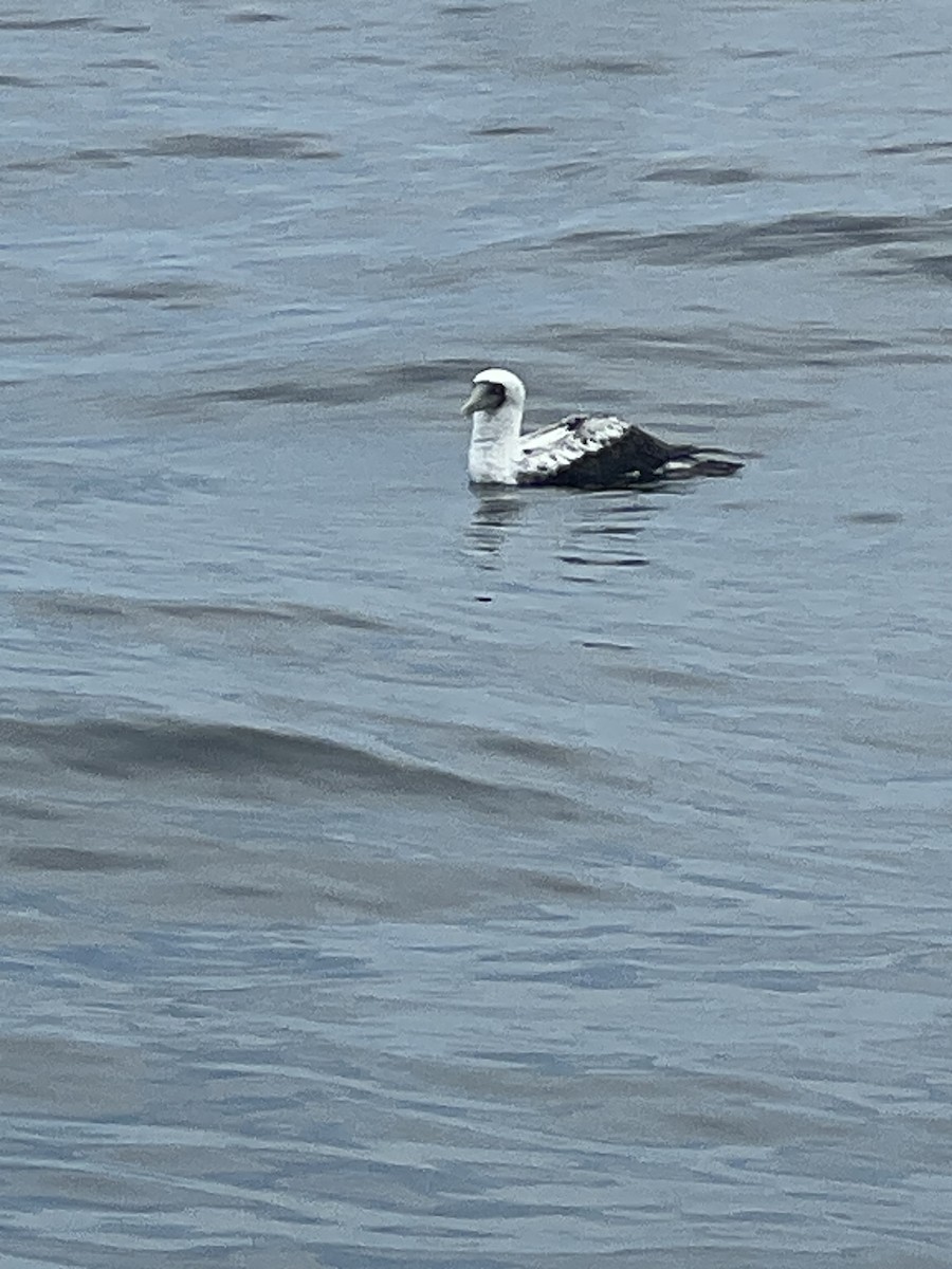 Masked Booby - ML621681691