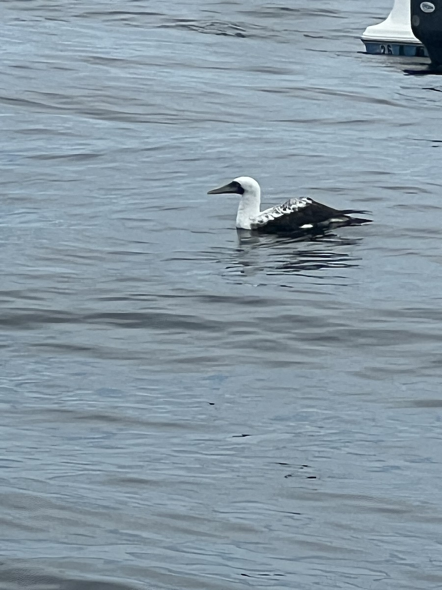Masked Booby - ML621681692