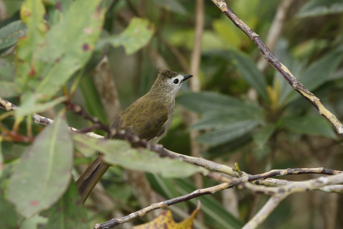 Pale-faced Bulbul - ML621681707