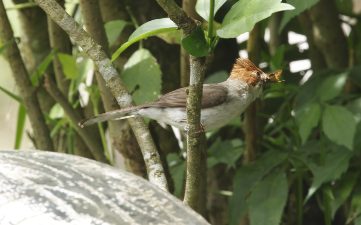 Chestnut-crested Yuhina - ML621681716