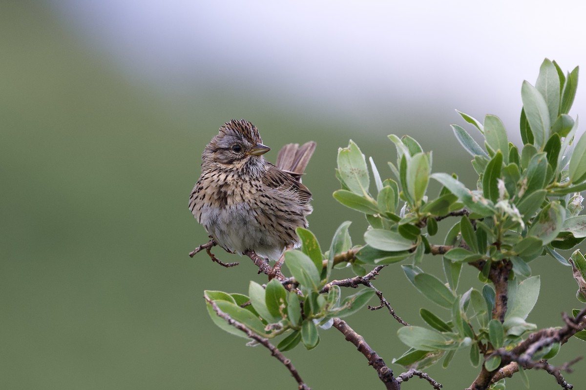 Lincoln's Sparrow - ML621681727