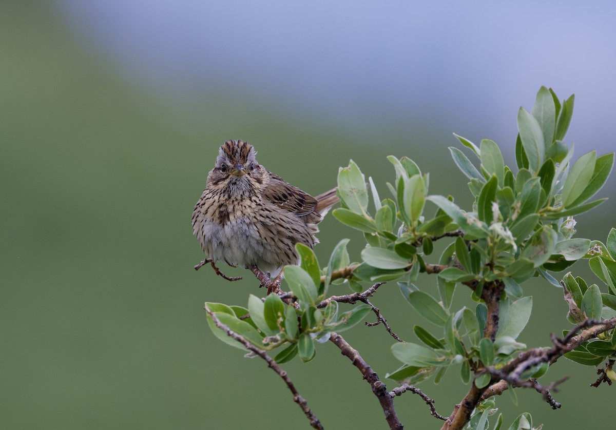 Lincoln's Sparrow - ML621681728