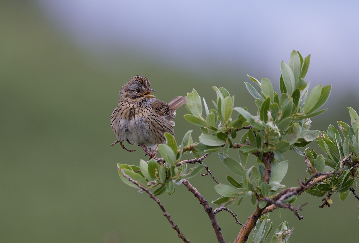 Lincoln's Sparrow - ML621681729