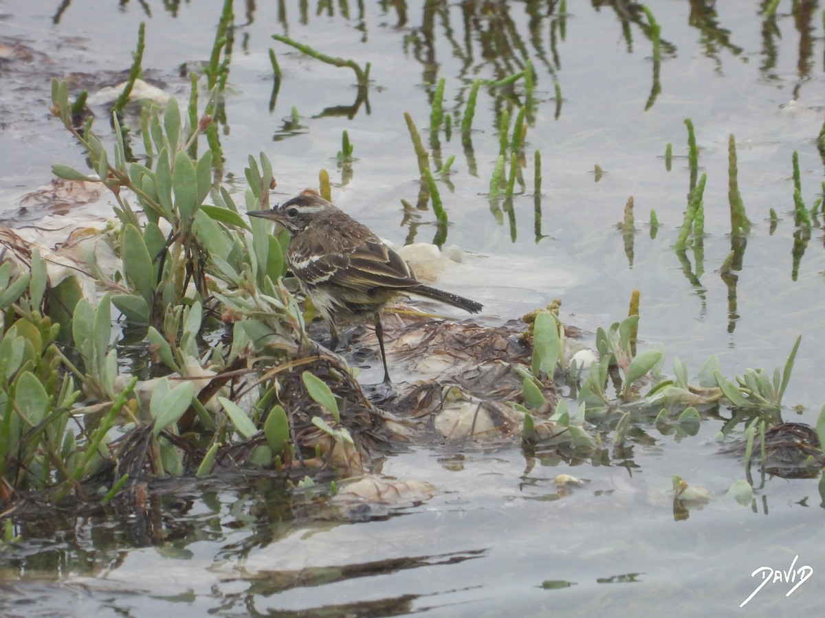 Western Yellow Wagtail - ML621681735