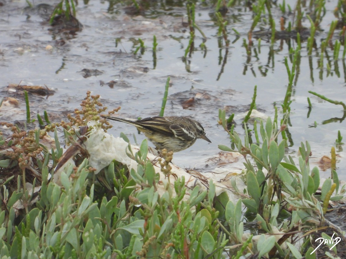 Western Yellow Wagtail - ML621681736