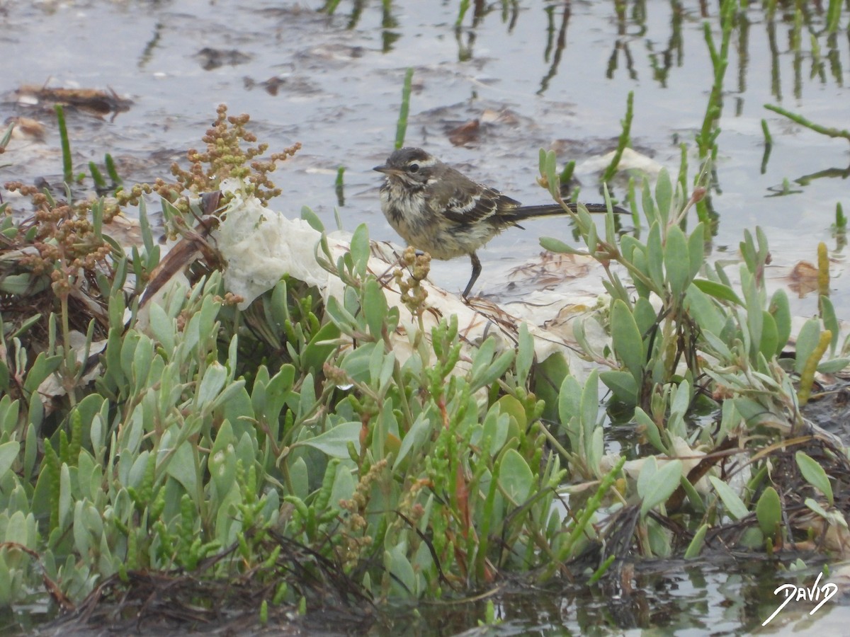 Western Yellow Wagtail - ML621681737