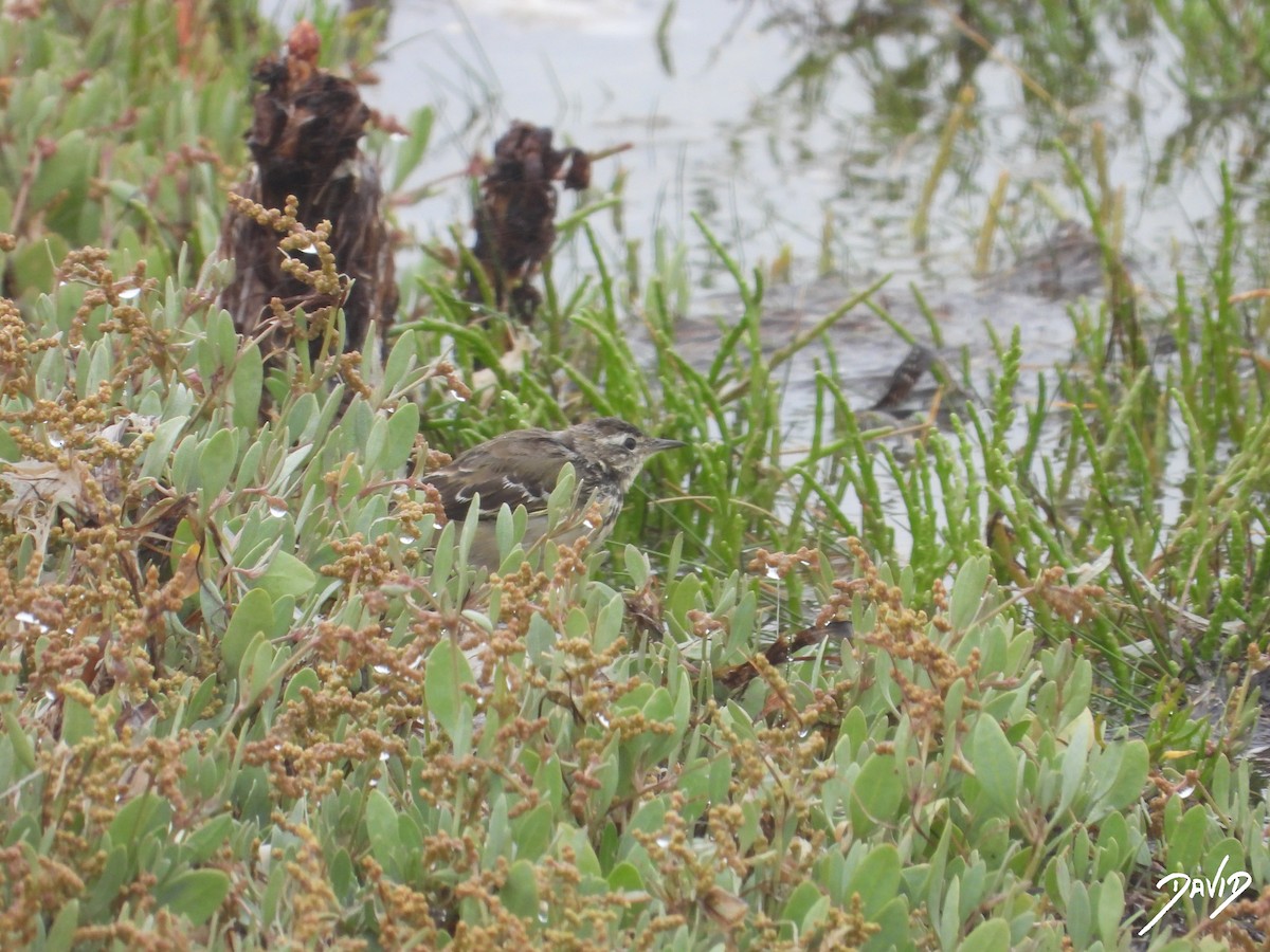 Western Yellow Wagtail - ML621681738