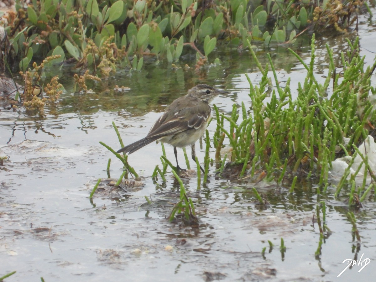 Western Yellow Wagtail - David Alonso Otero