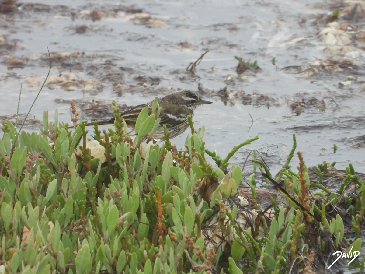 Western Yellow Wagtail - ML621681741