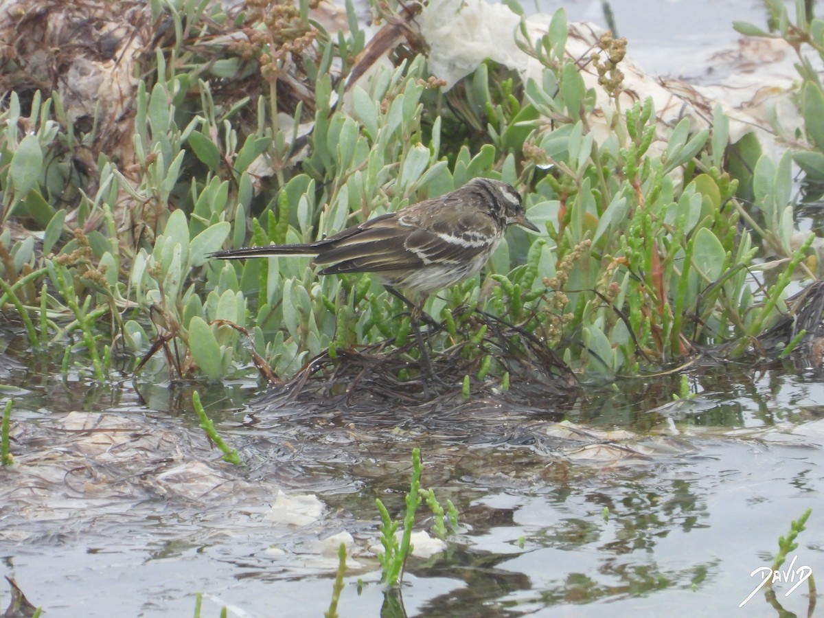 Western Yellow Wagtail - ML621681742