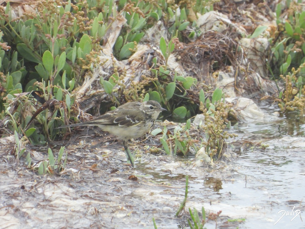 Western Yellow Wagtail - David Alonso Otero