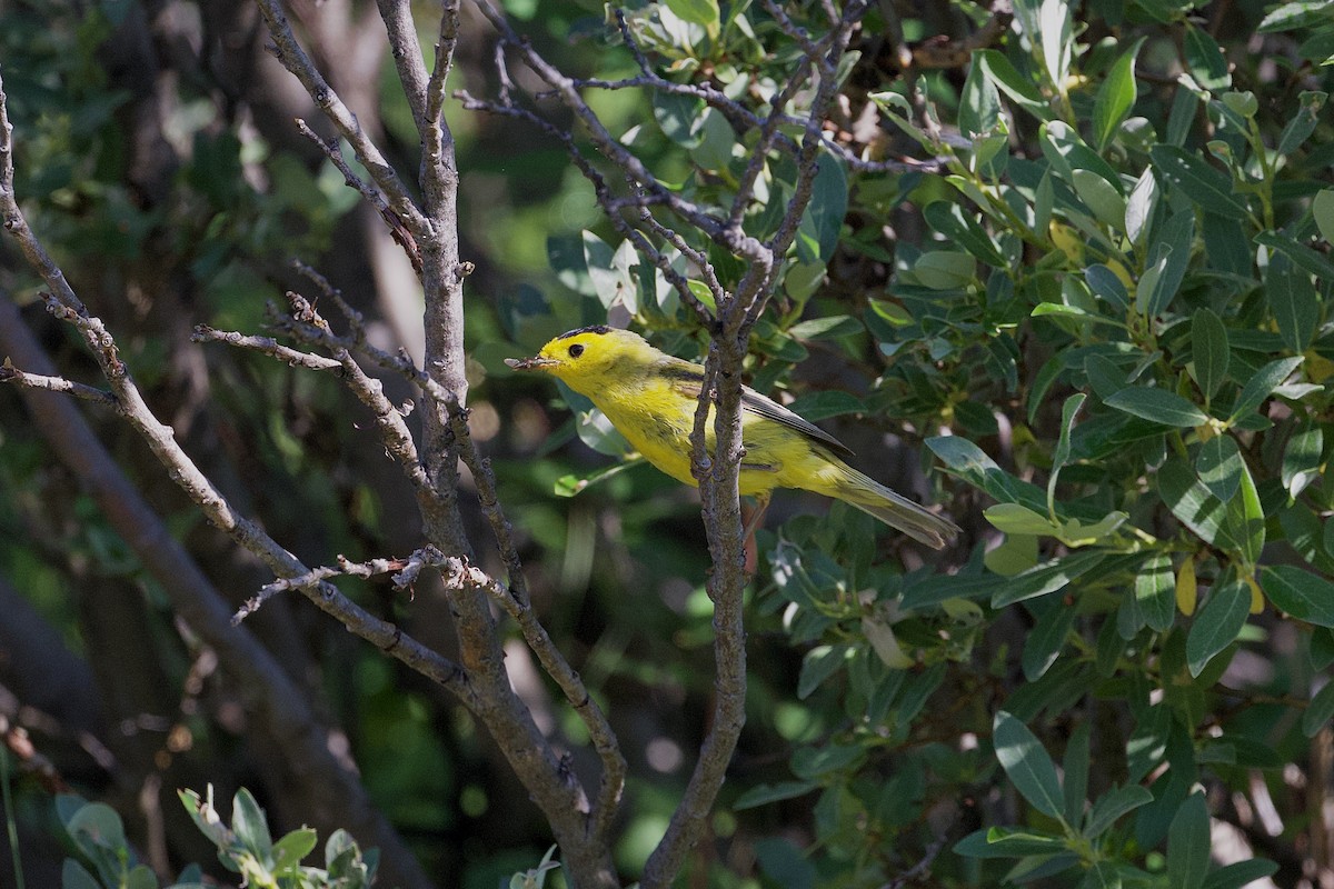 Wilson's Warbler - ML621681748