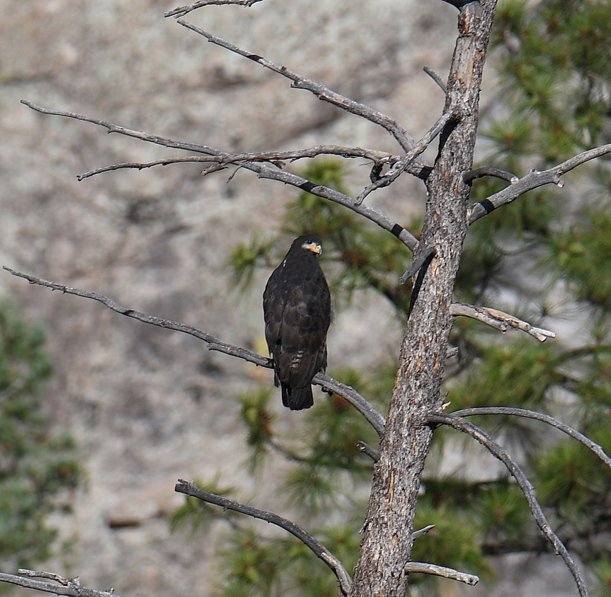 Common Black Hawk - ML621681767