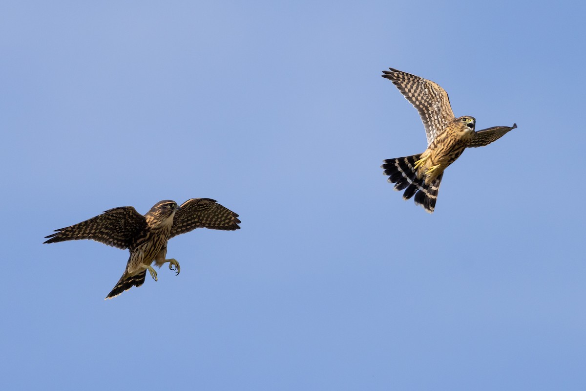 Merlin - Baxter Beamer