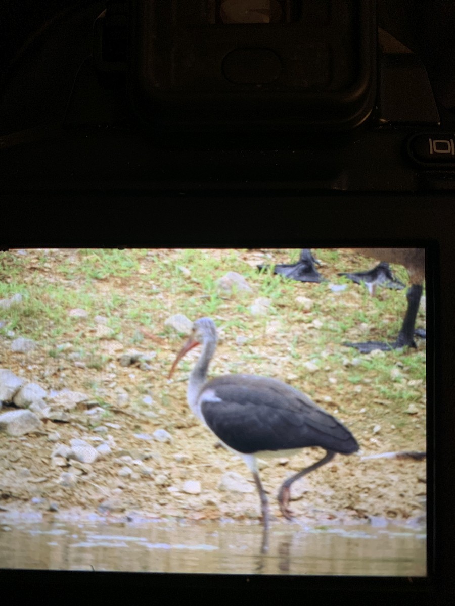 White Ibis - ML621681915