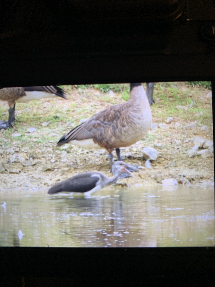 White Ibis - ML621681916