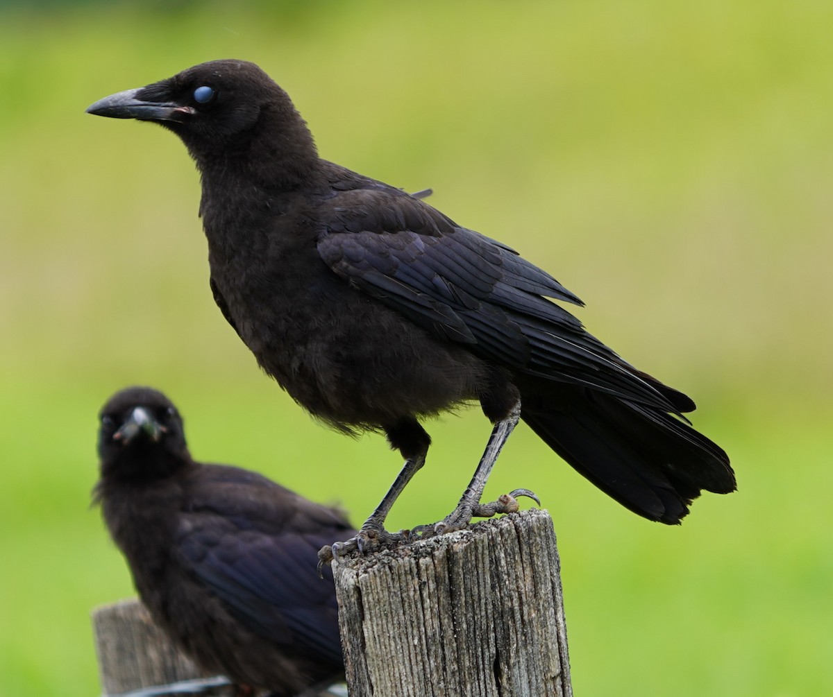 eBird Checklist 20 Jul 2024 Great Smoky Mountains NPCades Cove