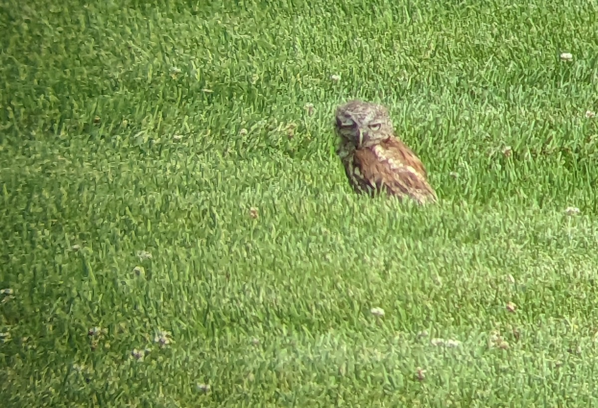 Eastern Screech-Owl - Todd Olson
