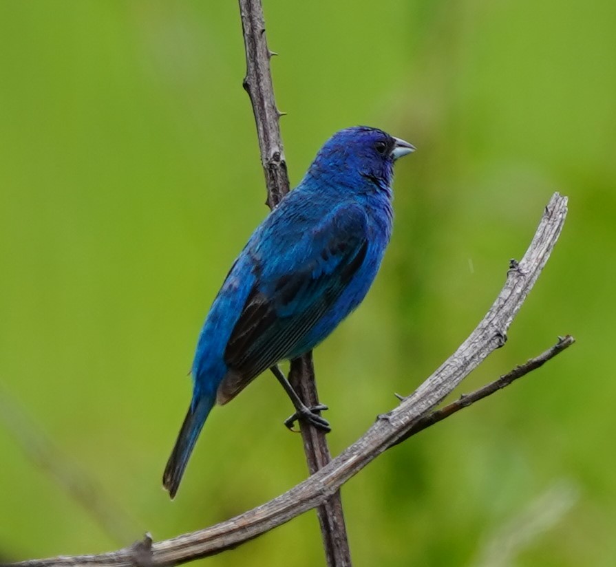 Indigo Bunting - ML621681974