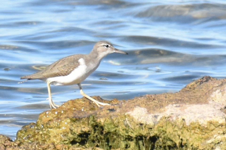 Spotted Sandpiper - tim culp