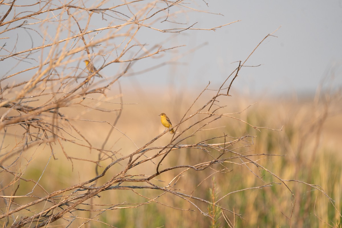 Oriole des vergers - ML621682109