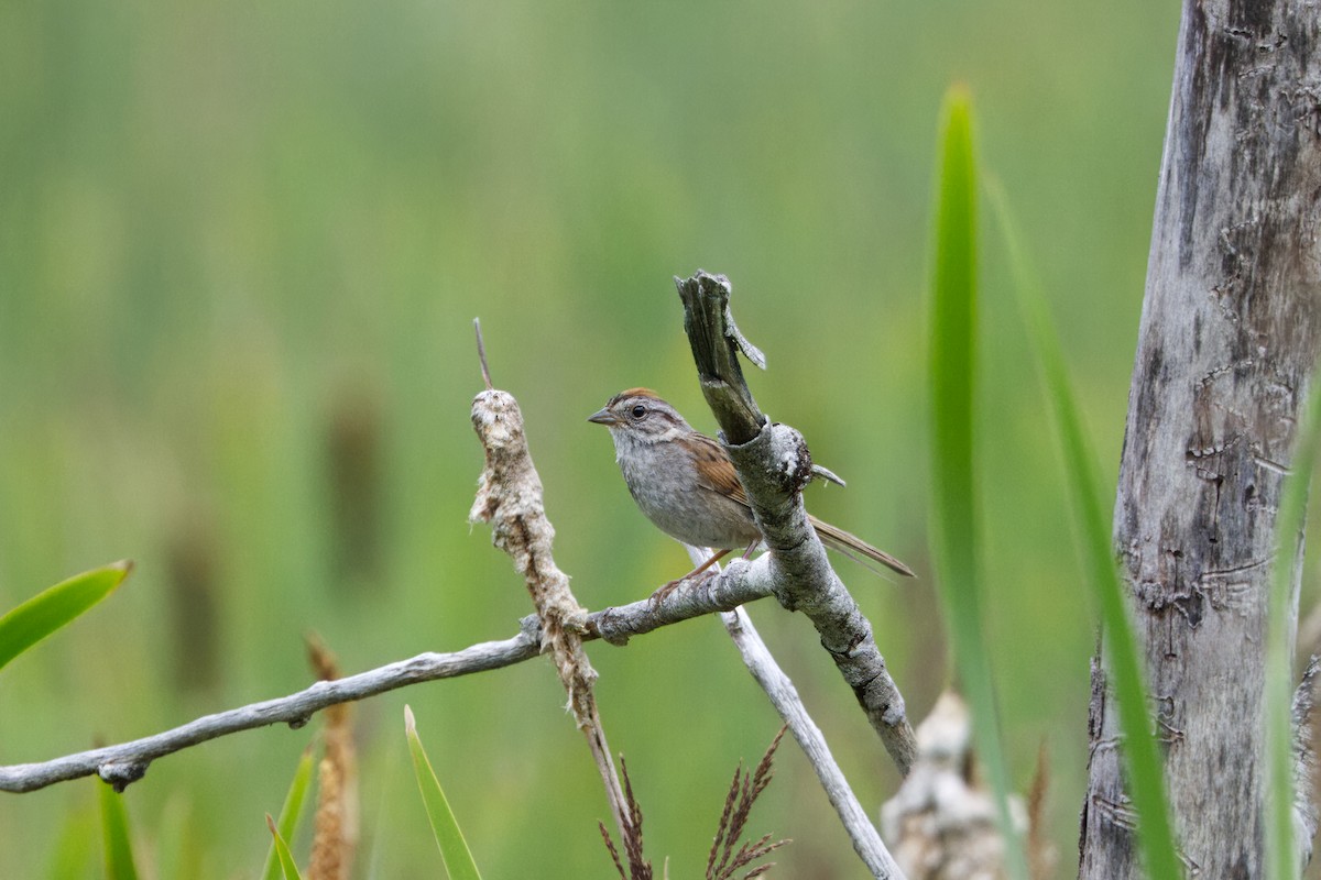 Swamp Sparrow - ML621682119