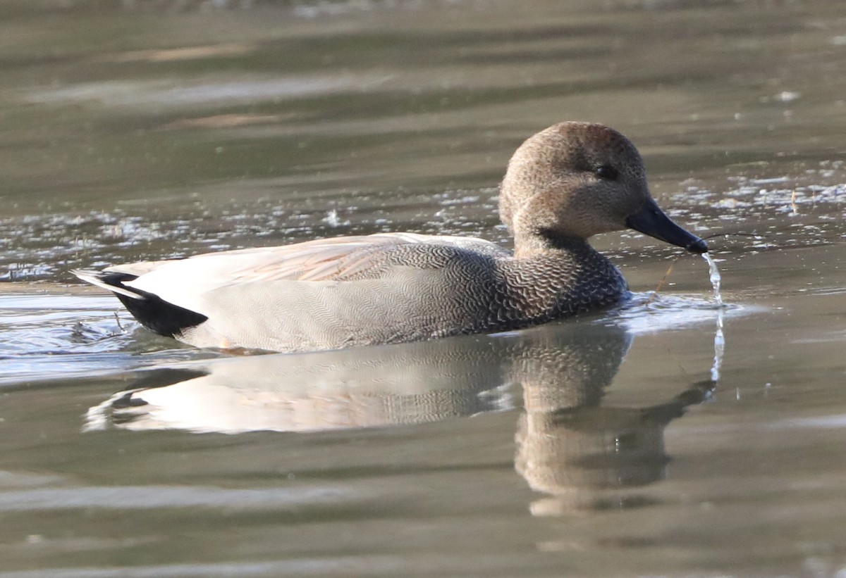 Gadwall - ML621682154