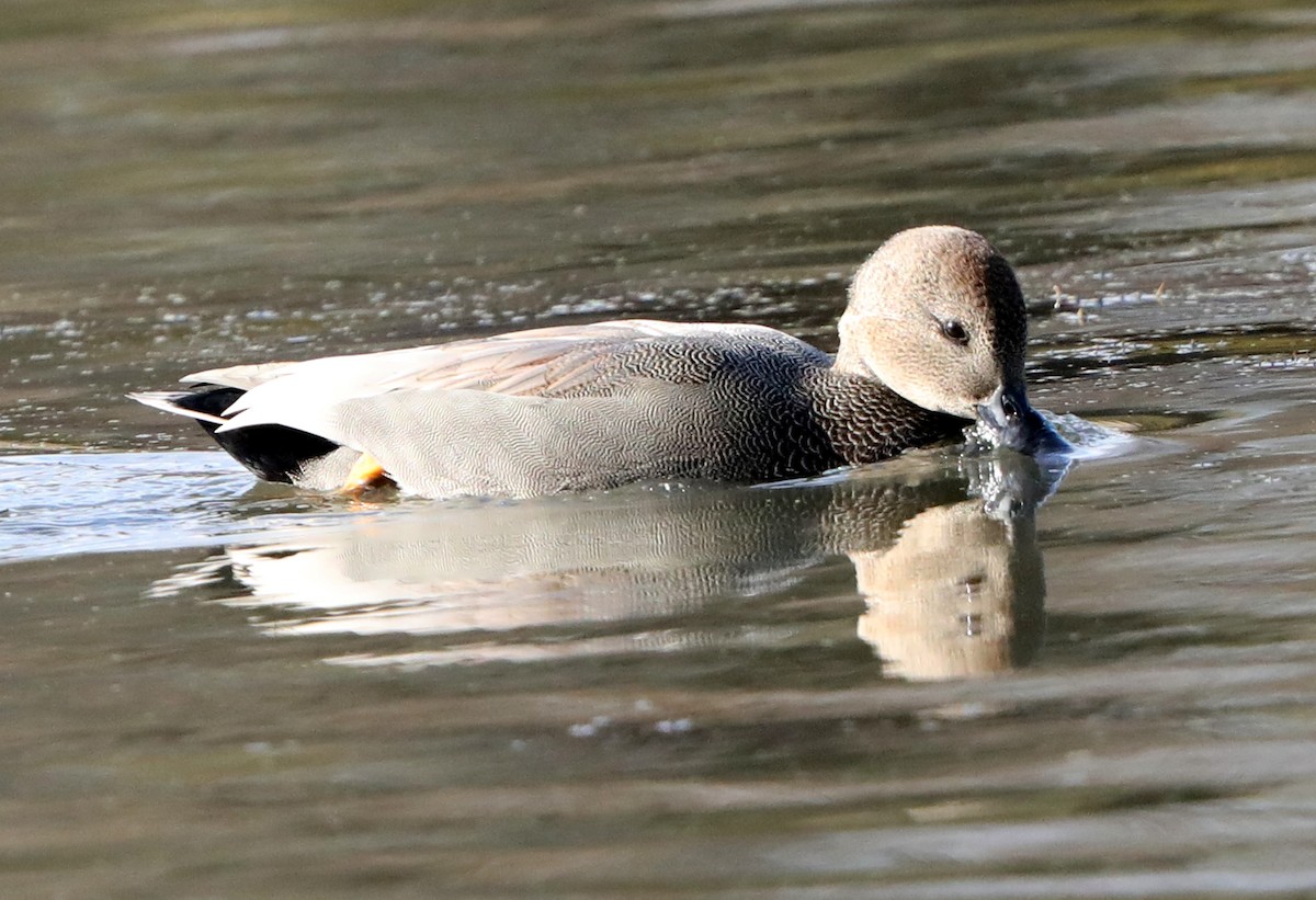 Gadwall - ML621682155