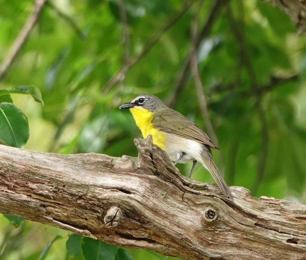 Yellow-breasted Chat - ML621682169