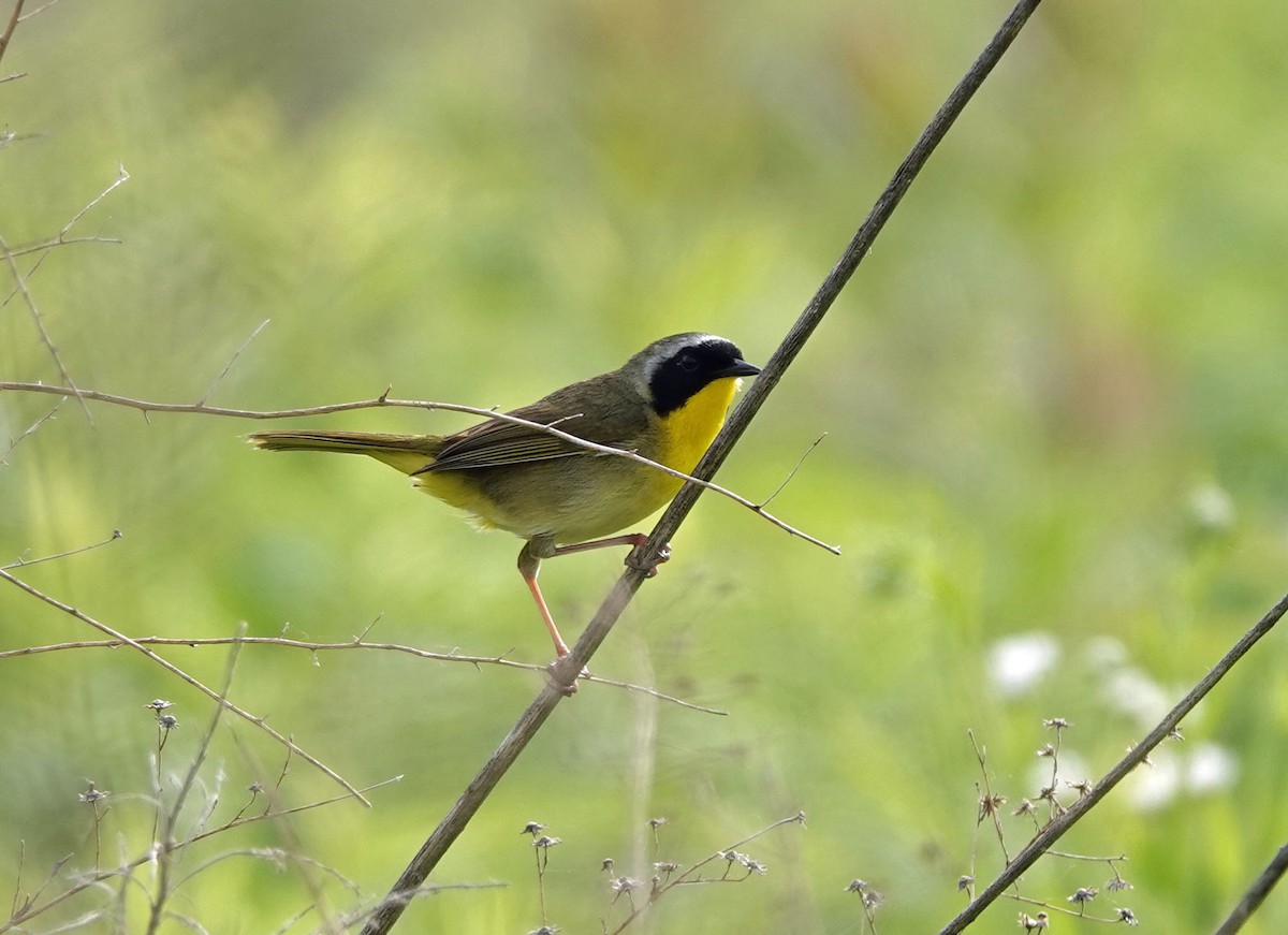 Common Yellowthroat - ML621682174