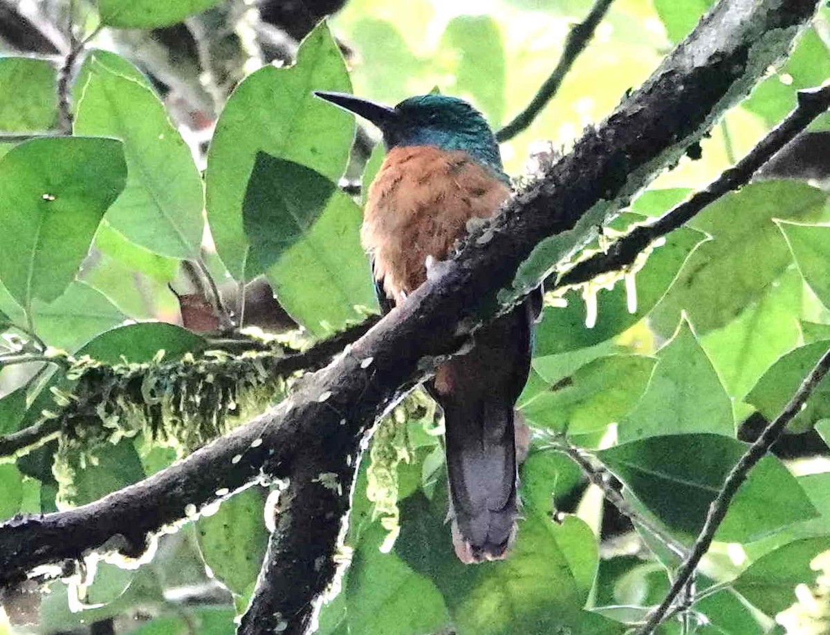 Great Jacamar - ML621682186