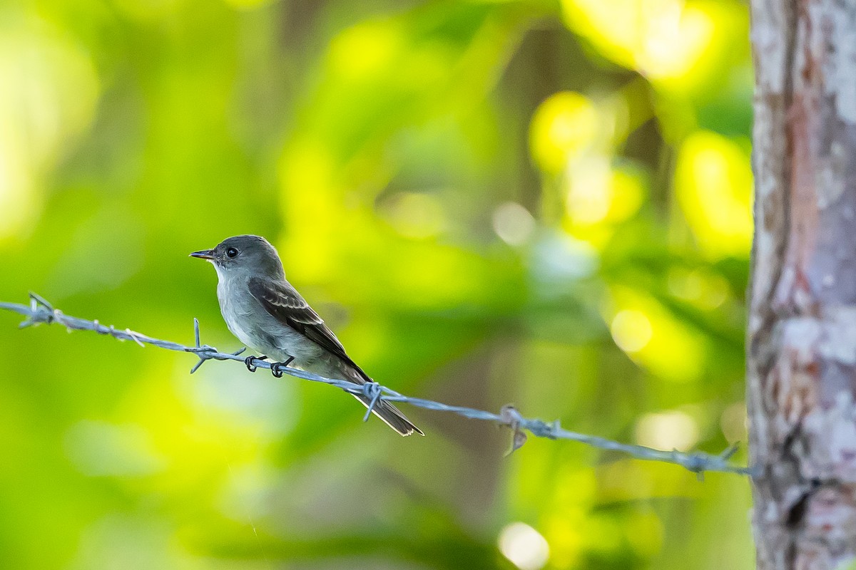 Eastern Wood-Pewee - ML621682188