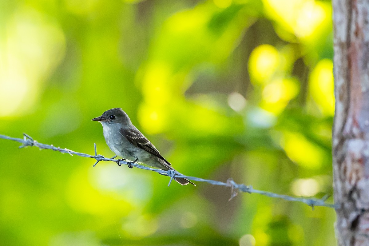 Eastern Wood-Pewee - ML621682189