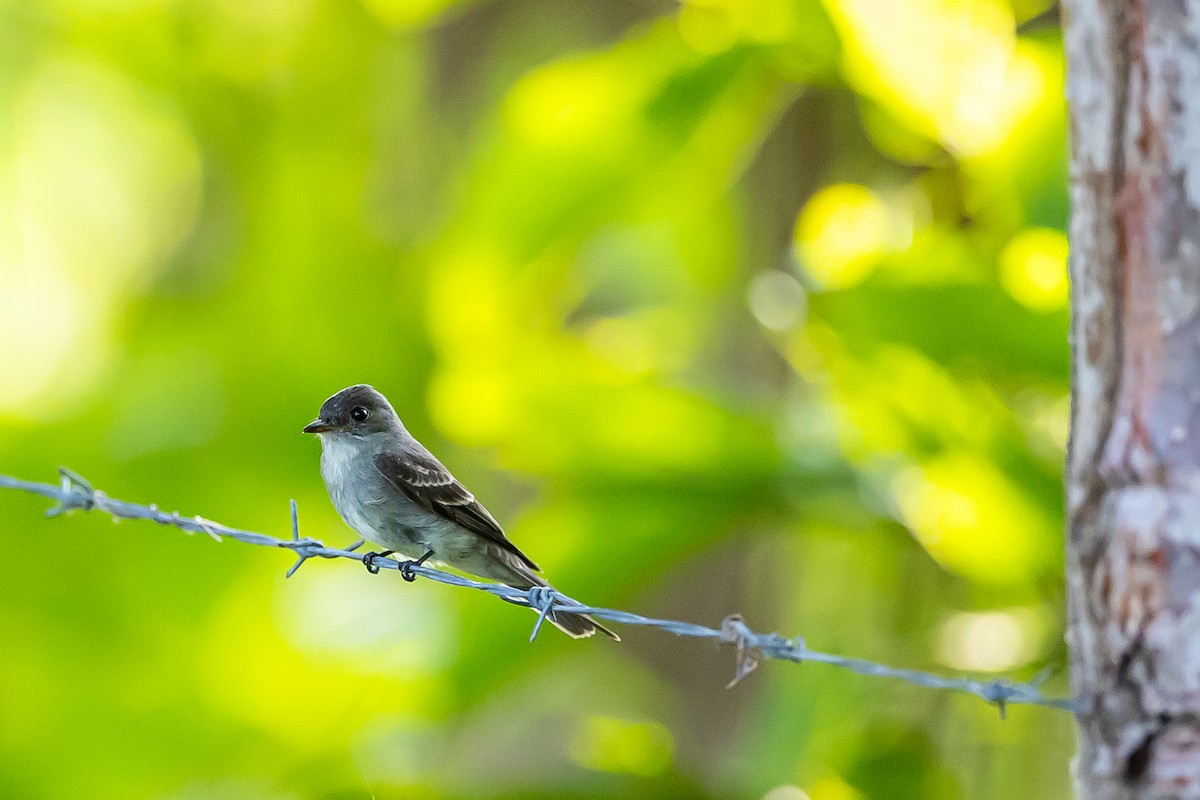 Eastern Wood-Pewee - ML621682192