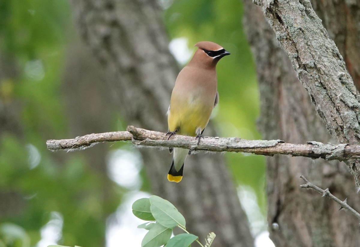 Cedar Waxwing - ML621682204