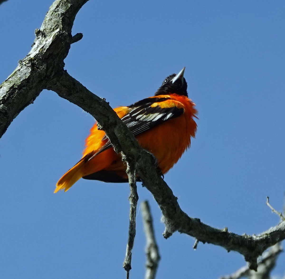 Baltimore Oriole - ML621682223