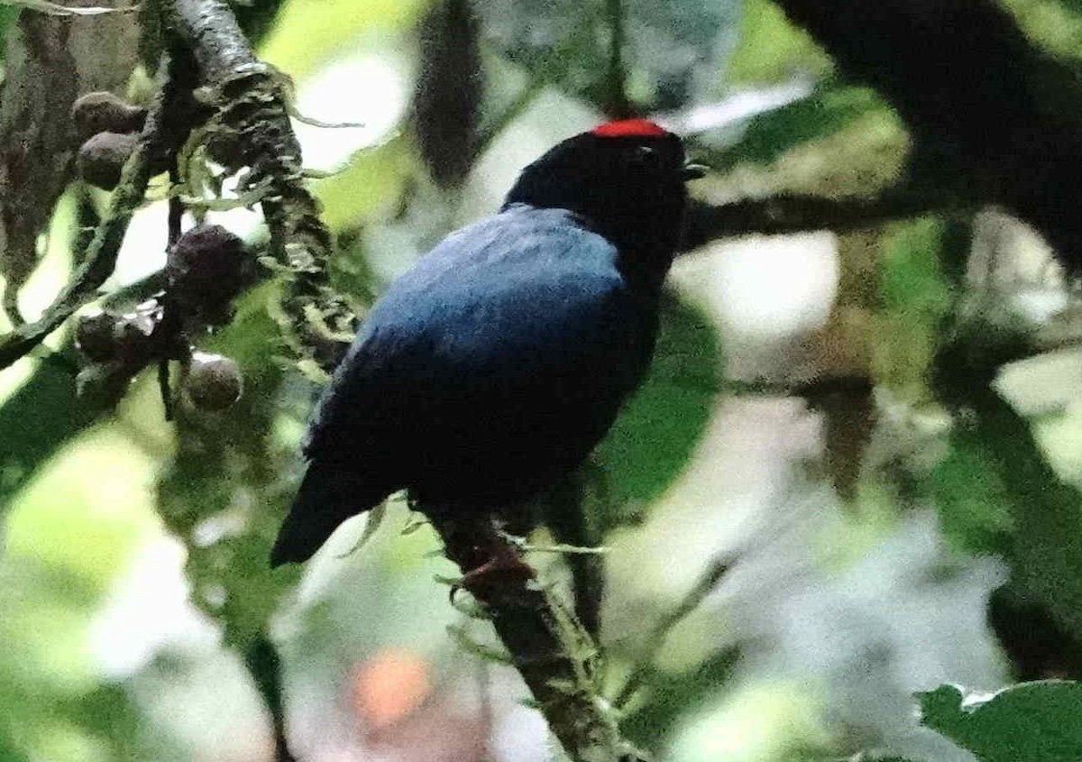 Blue-backed Manakin - ML621682226