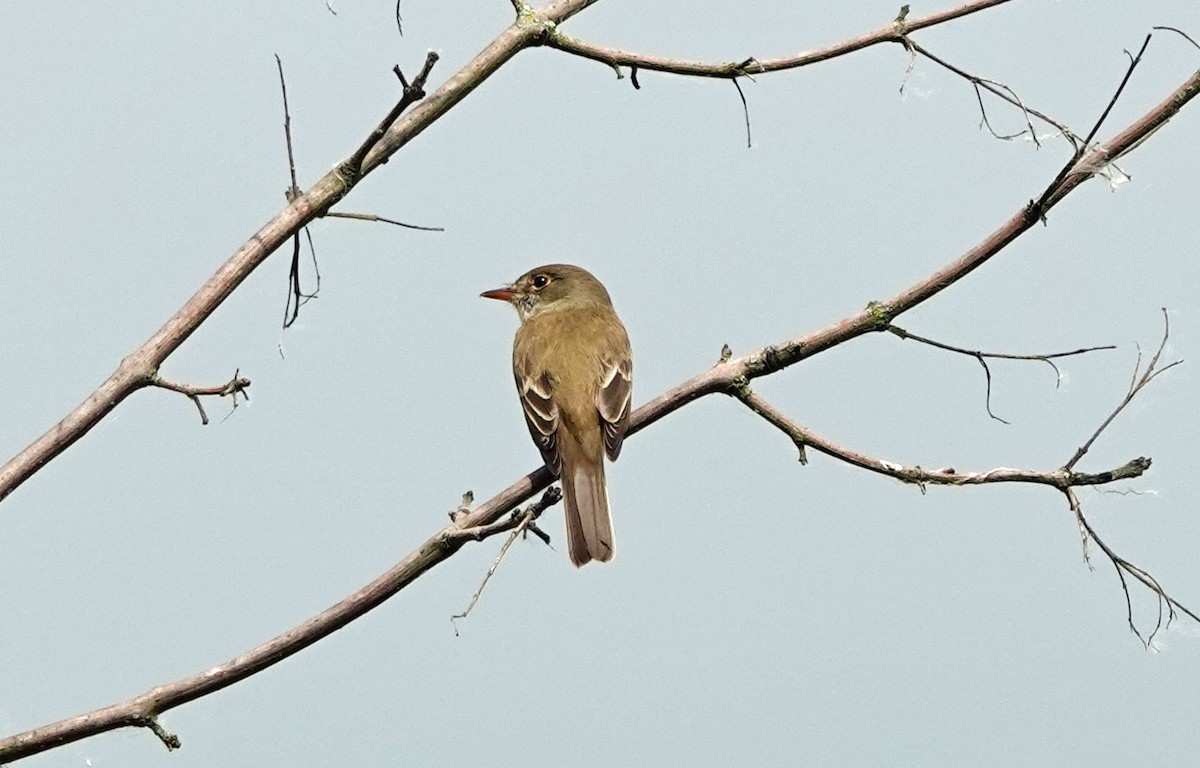 Willow Flycatcher - ML621682232