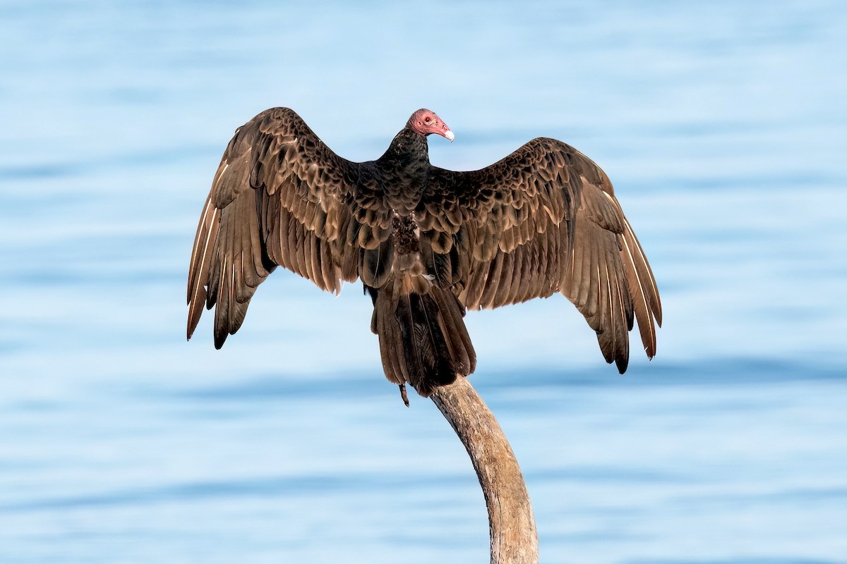 Turkey Vulture - ML621682239