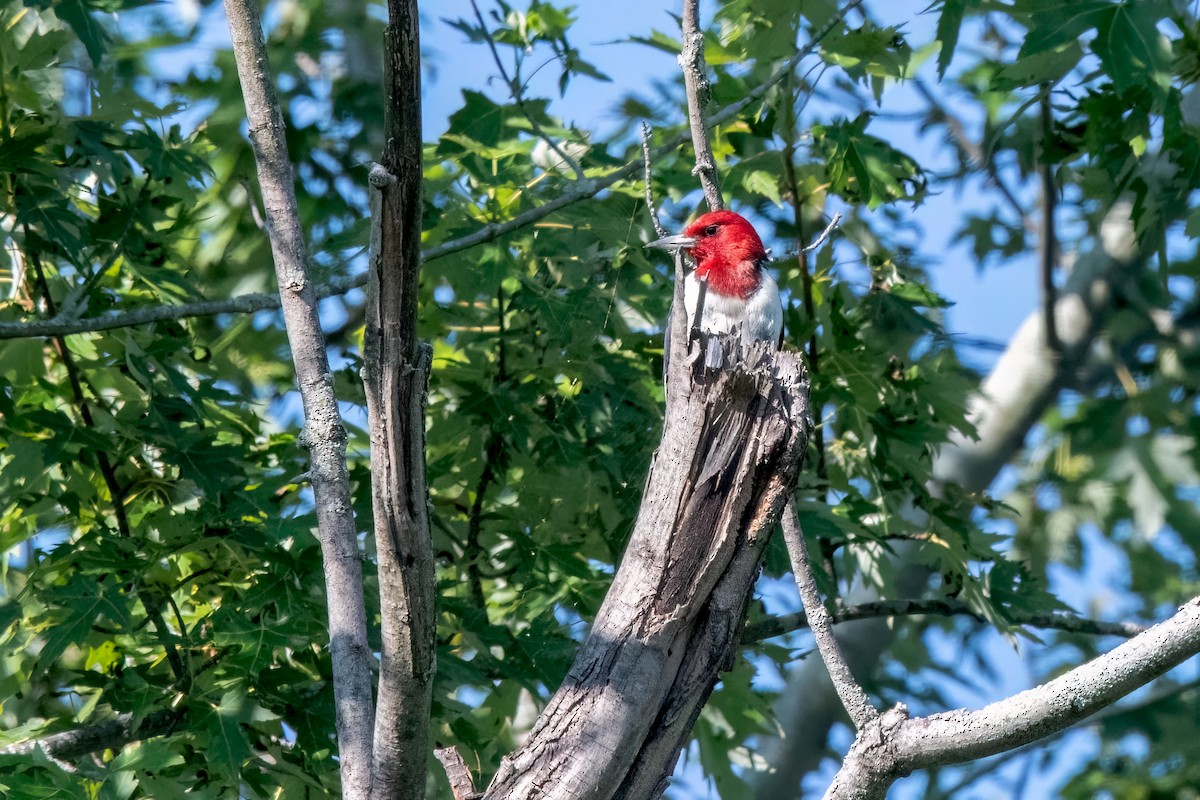 Red-headed Woodpecker - ML621682240