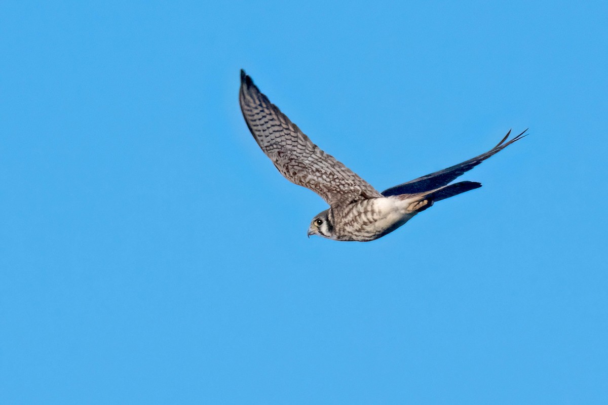 American Kestrel - ML621682243