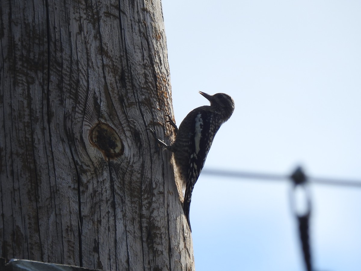 Yellow-bellied Sapsucker - ML621682255
