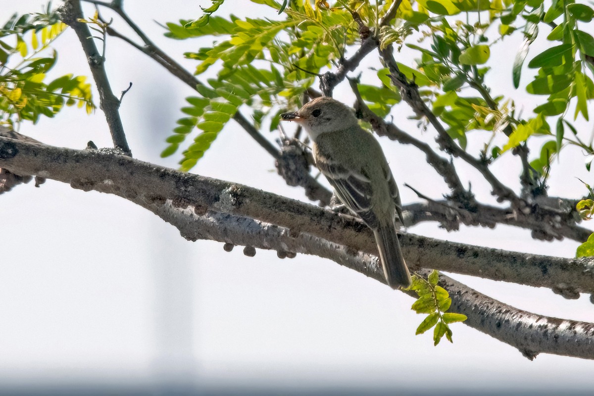 Willow Flycatcher - ML621682259