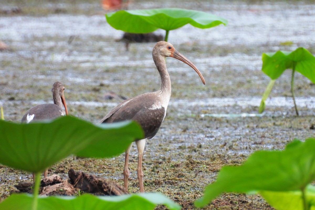 White Ibis - ML621682270