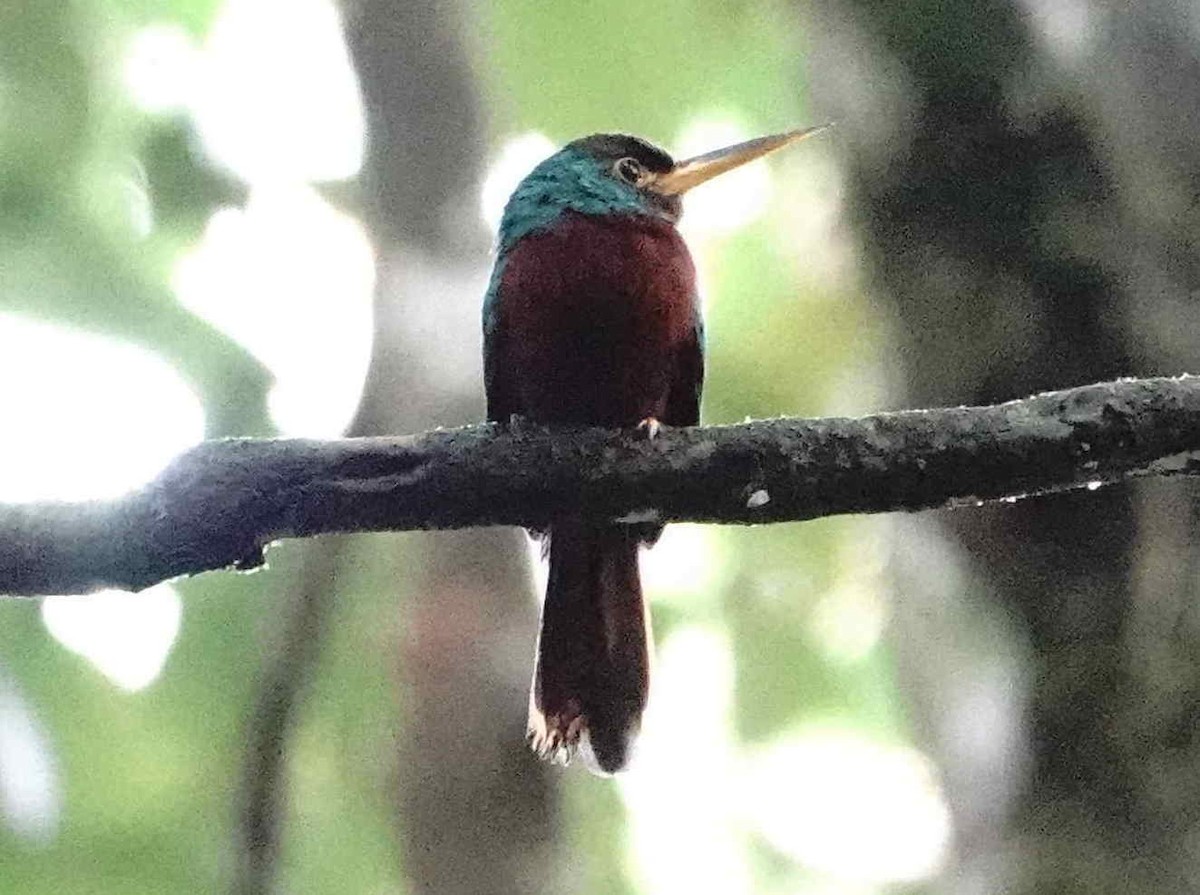 Yellow-billed Jacamar - ML621682271