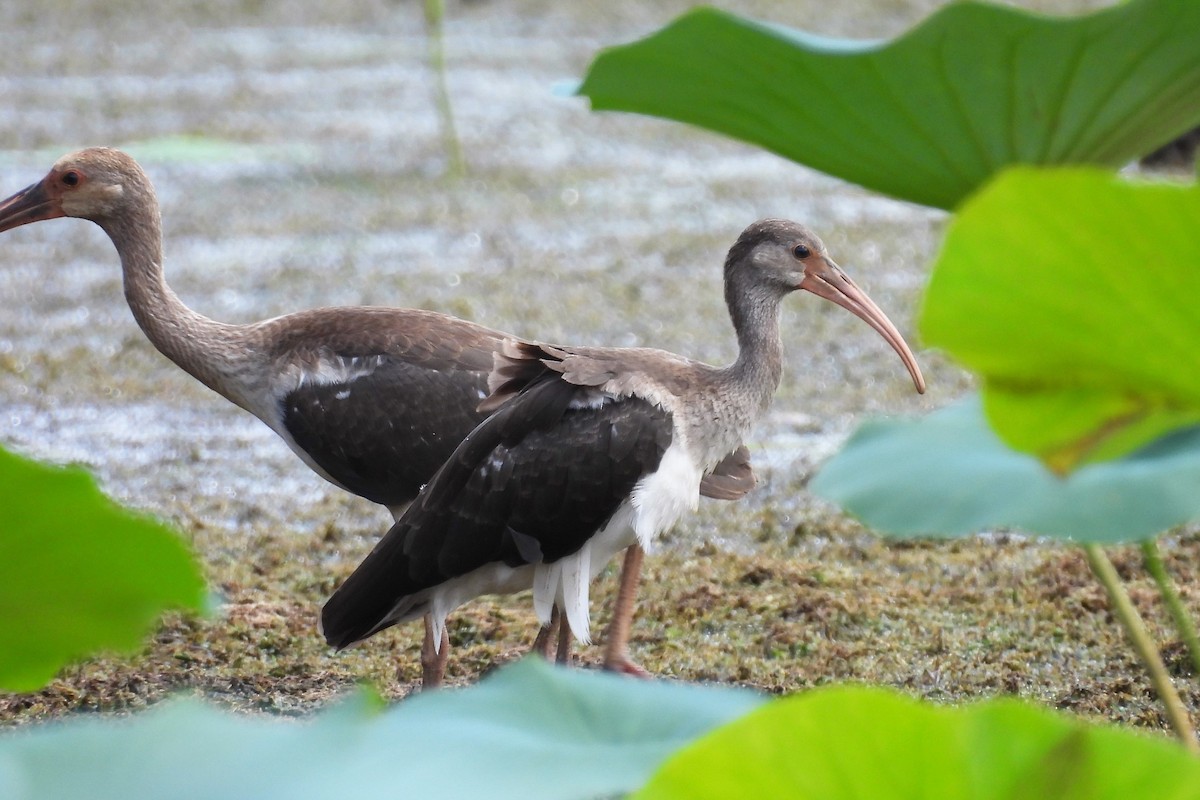 White Ibis - ML621682277