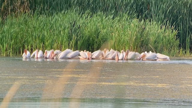 pelikán severoamerický - ML621682286